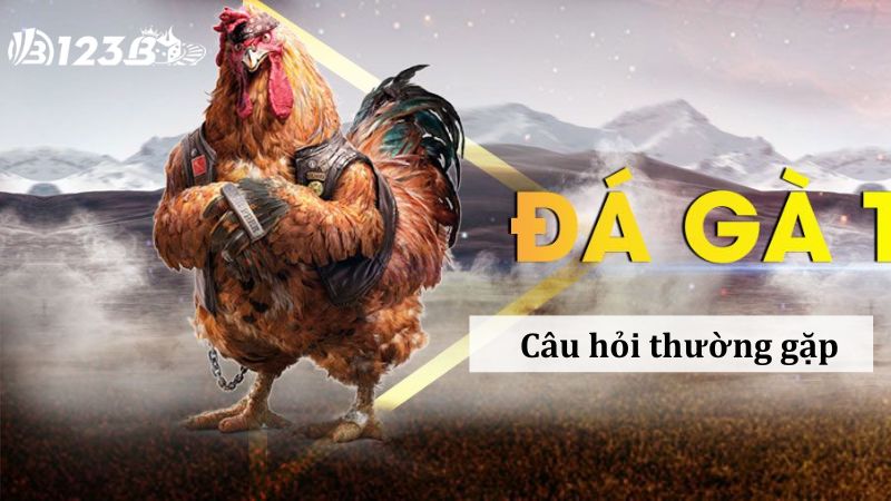 FAQs- Một số câu hỏi cần biết về game Đá gà trực tuyến