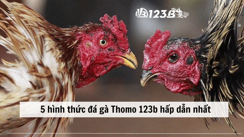 5 hình thức đá gà Thomo 123b hấp dẫn nhất